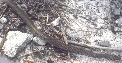 Balkan whip snake