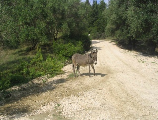 donkey 1