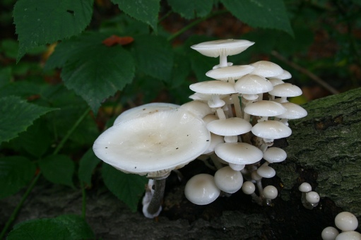 Fungi of Corfu