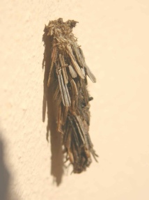 larvae of a Psychidae