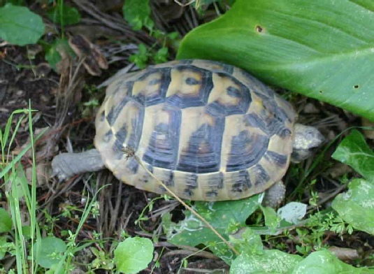 hermans tortoise
