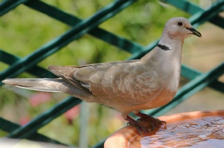 collared-dove