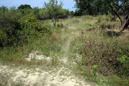 grassy path over pipe