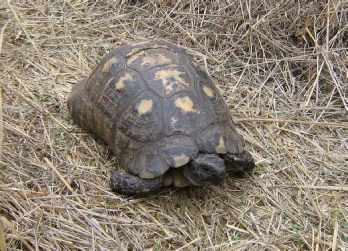 marginated-tortoise