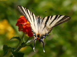 scarce swallowtail