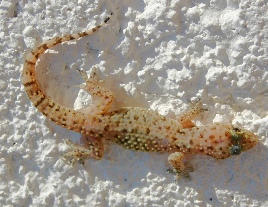 turkish-gecko