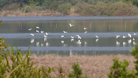 white-egrets